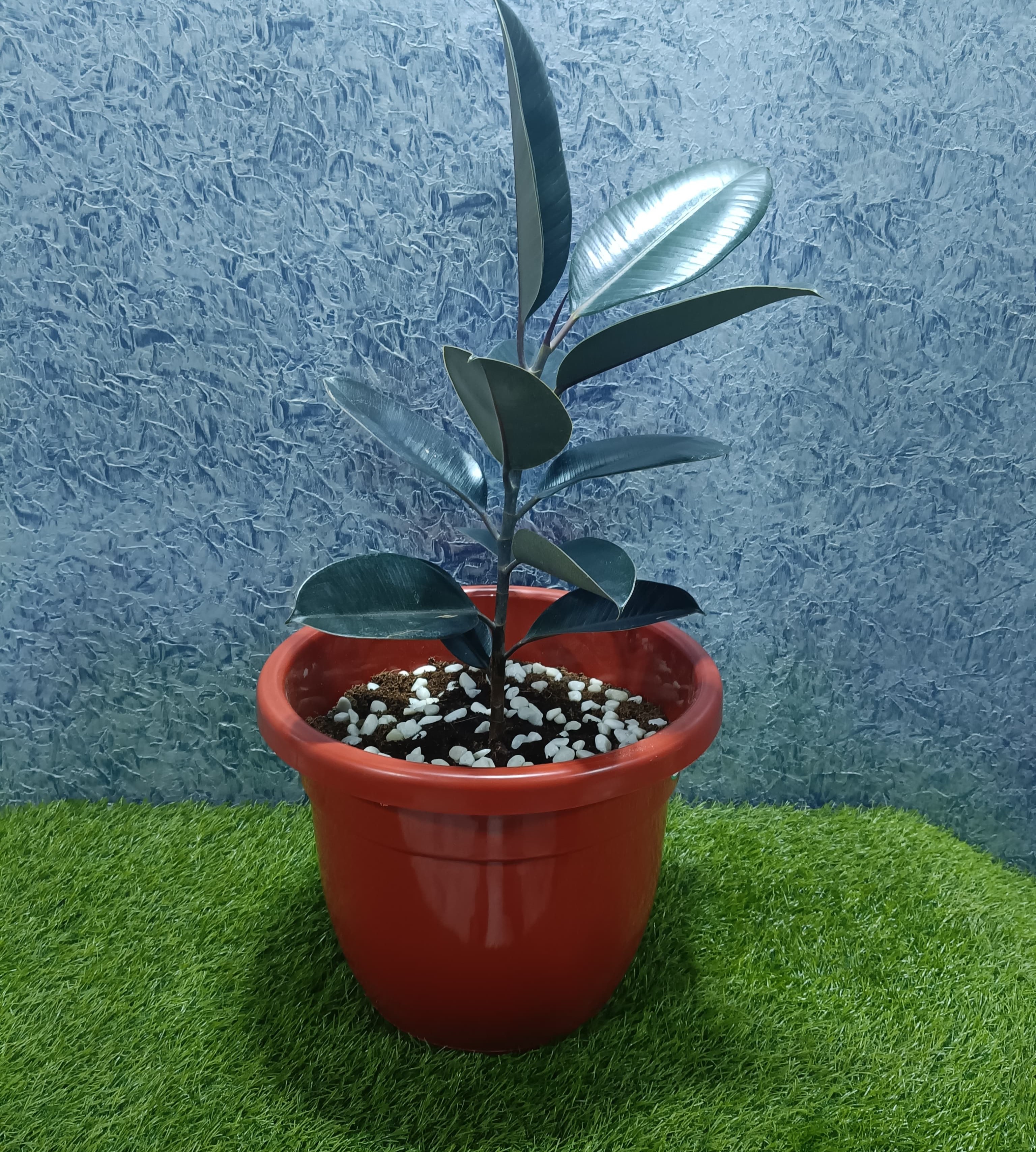 Ceramic Planter